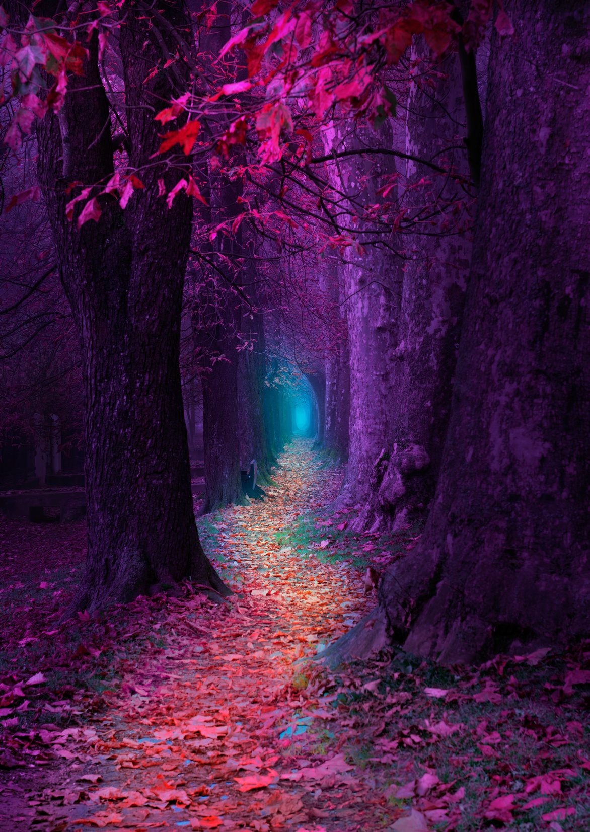 Fairytale Pathway